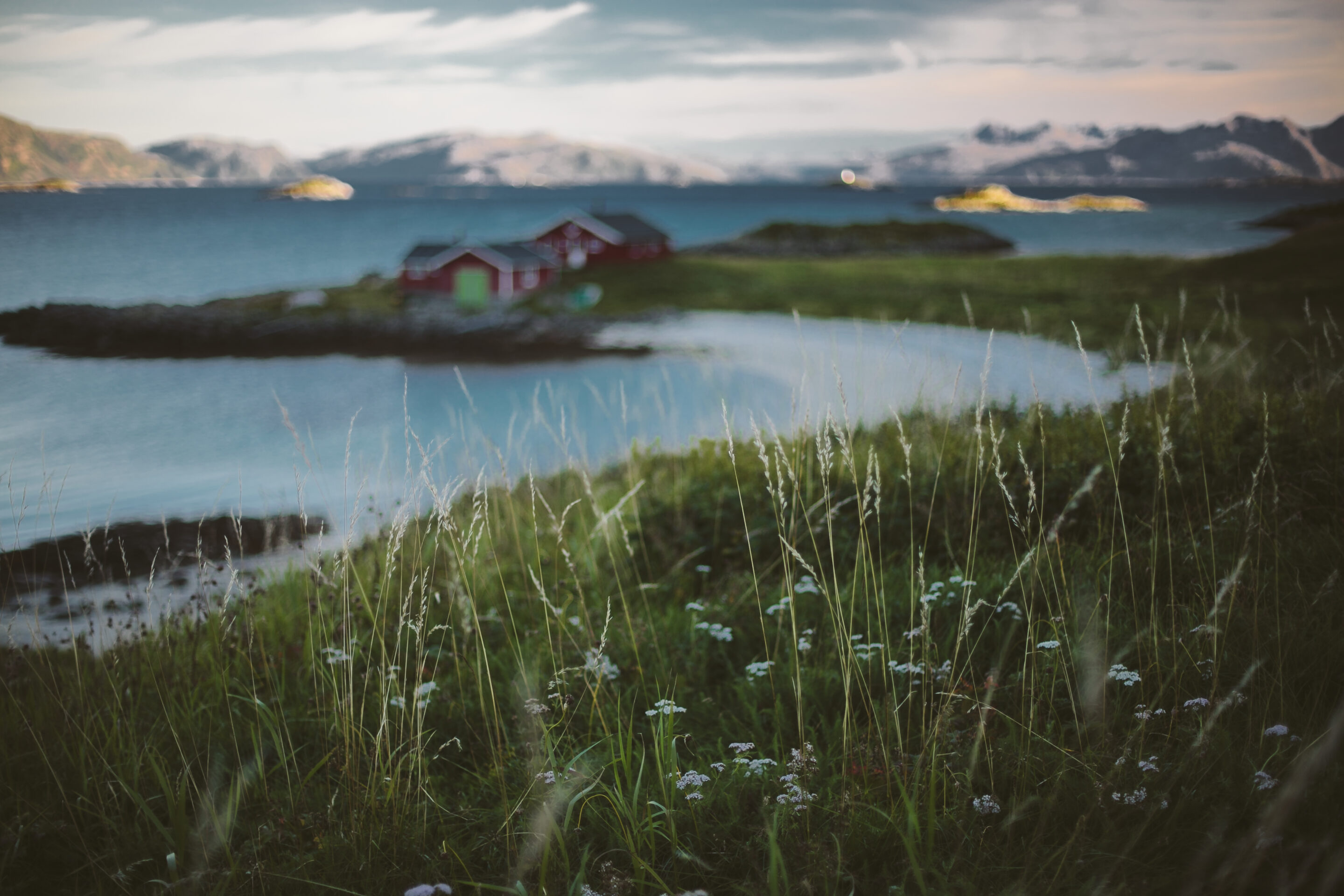 Närbild på gräs vid havet och stuga