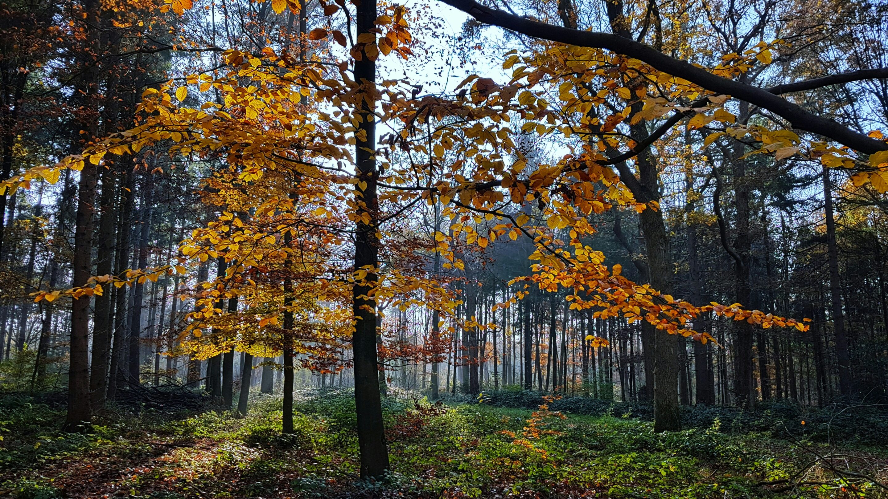 träd i höst fäger